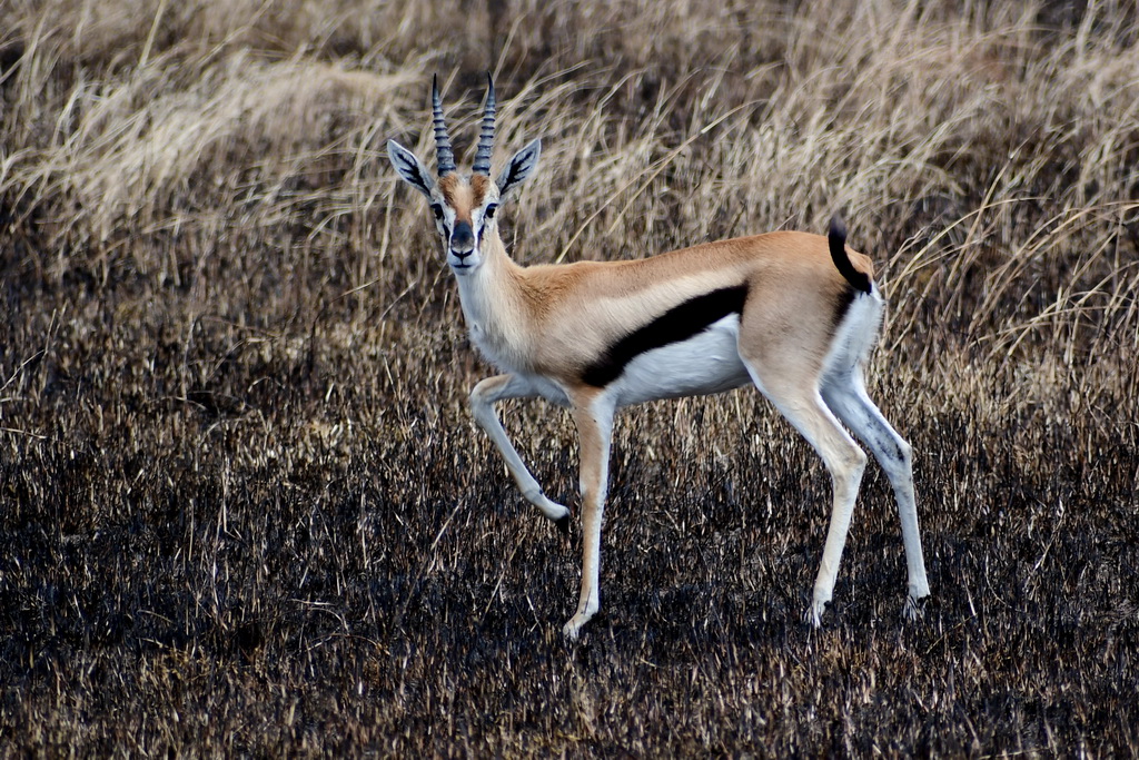 Central Serengeti